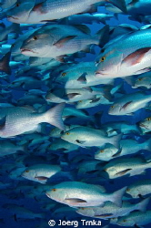 Bohar Snapper School @ Shark reef - Ras Mohamed. Taken wi... by Joerg Trnka 